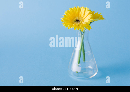 Fiori gialli in vaso su sfondo blu Foto Stock