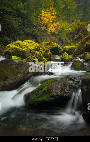 Stati Uniti d'America, Oregon, Eagle Creek Foto Stock