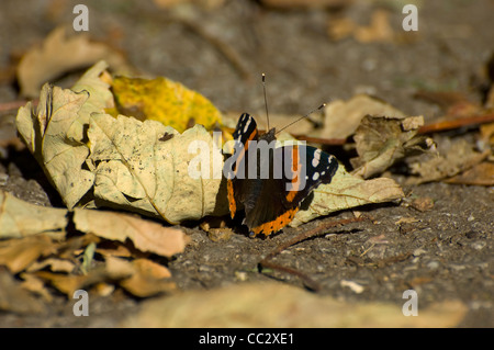 Preso il 15 ottobre 2011 a Alexandra Palace di Londra. Wild Red Admiral butterfly, Vanessa Atalanta, Nymphalidae. Comune. Foto Stock