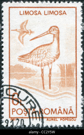 ROMANIA - circa 1991: un timbro stampato in Romania, mostra il nero-tailed Godwit, (Limosa limosa), circa 1991 Foto Stock