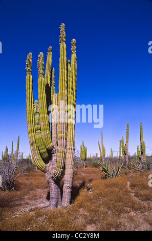 Messico, Baja California, Cardon Cactus Foto Stock