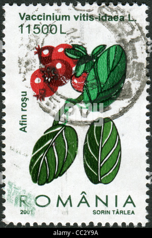 ROMANIA - circa 2001: un timbro stampato in Romania, mostra Vaccinium vitis-idaea, circa 2001 Foto Stock