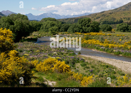 Ginestra e lupini cresce accanto al fiume Cardrona, Cardrona valley vicino a Queenstown Isola del Sud della Nuova Zelanda Foto Stock