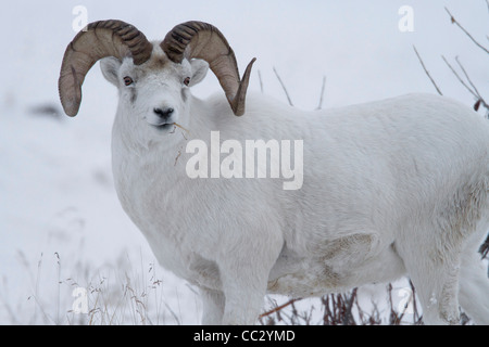 Dall pecore (ovis dalli) ram nella neve in Atigun Pass, Brooks Range montagne, Alaska nel mese di ottobre Foto Stock