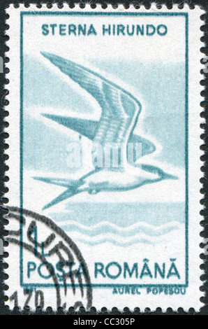 ROMANIA - circa 1991: un timbro stampato in Romania, mostra la comune Tern (Sterna hirundo), circa 1991 Foto Stock