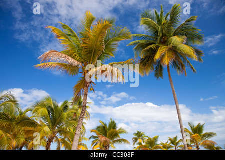 Palme lungo una spiaggia di San Juan di Porto Rico Foto Stock