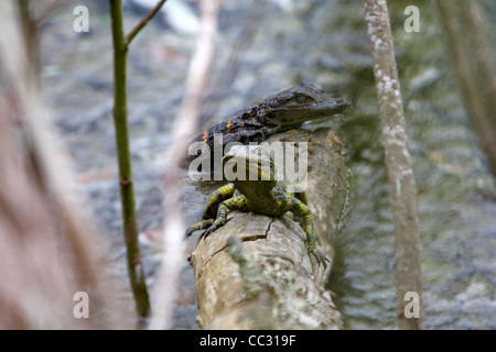 Young American alligatori (Alligator mississippiensis) Foto Stock