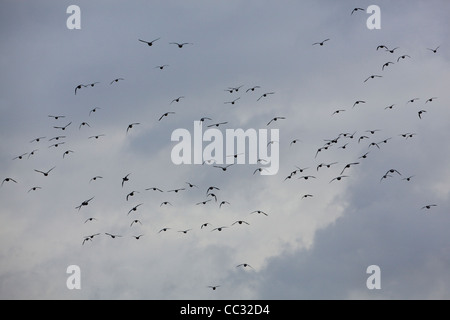 Wigeon europea (Anas penelope). Volo. Volare lontano da spettatore. Dicembre. Buckingham paludi. Norwich, Norfolk. Foto Stock