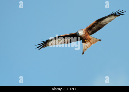 Nibbio reale Milvus milvus Foto Stock