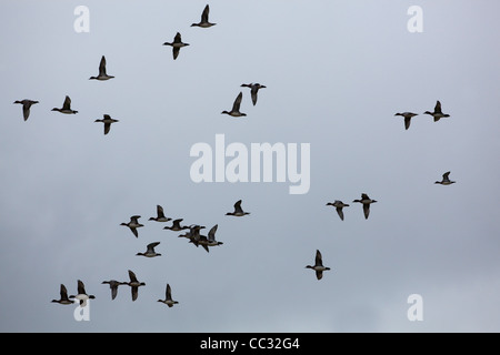 Wigeon europea (Anas penelope). Volo. Foto Stock