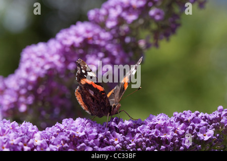 Red Admiral Butterfly (Vanessa Atalanta). Tenendo il nettare dai fiori di Buddleia (Buddleia davidii) o Butterfly Bush. Foto Stock