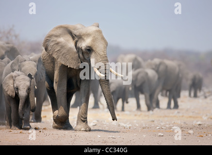 Elephant si avvicina con un grande allevamento di elefanti africani; Loxodonta africana Foto Stock