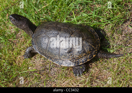 Unione di stagno o tartaruga tartaruga (Emys obicularis). Maschio adulto camminando sulla terra. Foto Stock