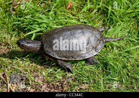 Unione di stagno o tartaruga tartaruga (Emys obicularis). Maschio adulto camminando sulla terra. Foto Stock