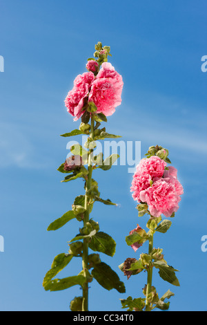 Hollyhock comune. Nome scientifico: Alcea rosea (Althaea rosea). Foto Stock