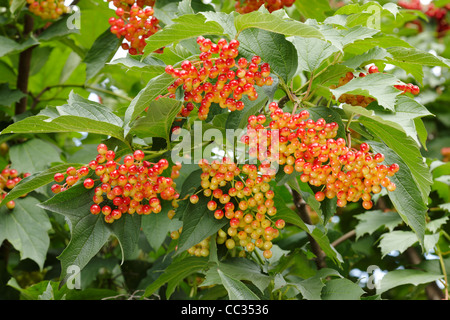 La maturazione di bacche di Rosa Viburno. Nome scientifico: Viburnum opulus. Foto Stock