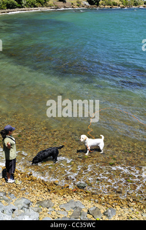 Cane nero e bianco cane giocando in acque costiere di Wellington, Nuova Zelanda. Foto Stock