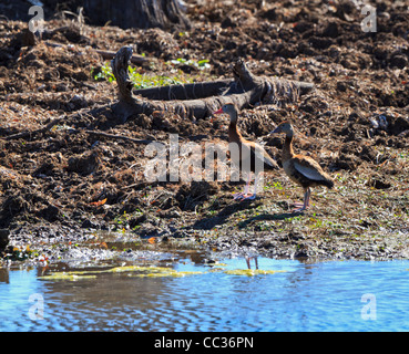 Una coppia di rospo sibilo anatre, Dendrocygna autumnalis, a Brazos Bend State Park Foto Stock