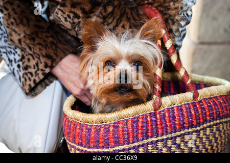 Un piccolo cane Chihuahua in un cestello Foto Stock