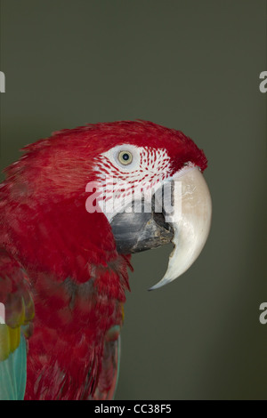 Parrot, Lat. Ara chloroptera Foto Stock