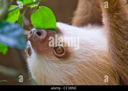 Un giovane Hoffmann per le due dita bradipo (Choloepus hoffmanni) mangiare le foglie. Foto Stock