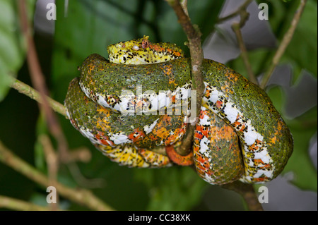 Tintura ciglia viper (Bothriechis schlegelii) nasconde su rami di alberi in attesa per una preda. Foto Stock