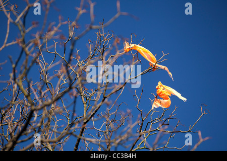 Due sacchetti - bloccato su un albero dopo venti alti a Leeds, Regno Unito. Foto Stock