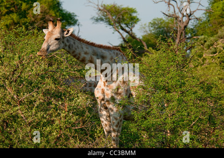 Africa Botswana Tuba Tree-Close delle Giraffe in boccole (Giraffa camelopardalis) Foto Stock