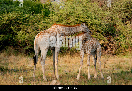 Africa Botswana Tuba maschio Tree-Two Giraffe insieme, socializzazione (Giraffa camelopardalis) Foto Stock