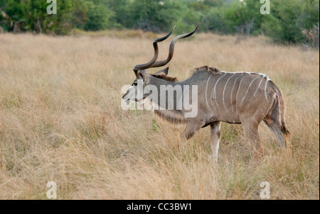 Africa Botswana Tuba Tree-Greater Kudu a piedi (Tragelaphus strepsiceros) Foto Stock