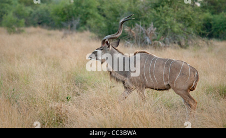 Africa Botswana Tuba Tree-Greater Kudu a piedi (Tragelaphus strepsiceros) Foto Stock