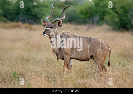 Africa Botswana Tuba Tree-Greater Kudu in piedi (Tragelaphus strepsiceros) Foto Stock