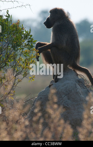 Africa Botswana Tuba Tree-Chacma babbuino seduto sulla roccia (Papio ursinus) Foto Stock