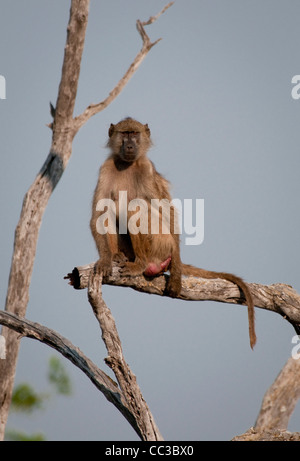 Africa Botswana Tuba Tree-Chacma babbuino seduto sul lembo di albero (Papio ursinus) Foto Stock