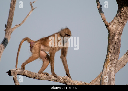 Africa Botswana Tuba Tree-Chacma babbuino camminando sul lembo di albero (Papio ursinus) Foto Stock