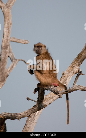 Africa Botswana Tuba Tree-Chacma babbuino seduto sul lembo di albero (Papio ursinus) Foto Stock