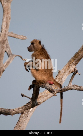 Africa Botswana Tuba Tree-Chacma babbuino seduto sul lembo di albero (Papio ursinus) Foto Stock