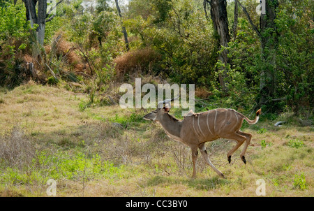 Africa Botswana Tuba Tree-Greater Kudu in esecuzione (Tragelaphus strepsiceros) Foto Stock