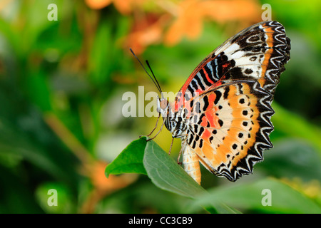 Stupenda farfalla, Lacewing è appoggiato a lasciare Foto Stock