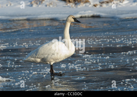 Foto di stock di un trumpeter swan in piedi sul ghiaccio. Foto Stock