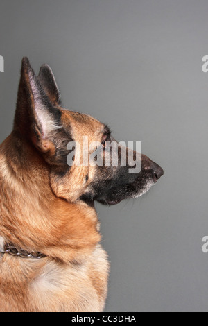 Femmina pastore tedesco cane profilo su sfondo grigio Foto Stock