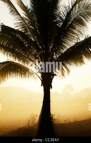 Fumo e palme silhouette nella campagna indiana nelle prime ore del mattino la luce del sole. Andhra Pradesh, India Foto Stock