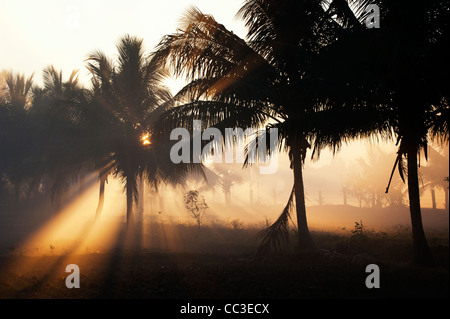 Fumo e palme silhouette nella campagna indiana nelle prime ore del mattino la luce del sole. Andhra Pradesh, India Foto Stock