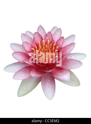Pink lotus (acqua giglio) isolato su sfondo bianco Foto Stock