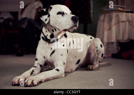 Un cane dalmata Foto Stock