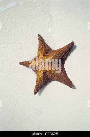 Grande Exuma Starfish su una spiaggia Foto Stock