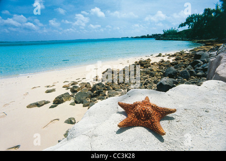 In primo piano di una stella di mare su una roccia presso la spiaggia, grande Exuma Island, Bahamas Foto Stock