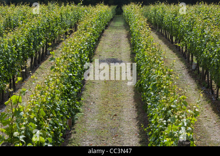 RidgeView vigna Ditchling Common East Sussex England. Foto:Jeff Gilbert Foto Stock