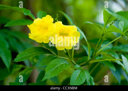 Giallo Sambuco (giallo Trumpetbush) (Tecoma stans)visto, Kandy, Sri Lanka. Foto Stock