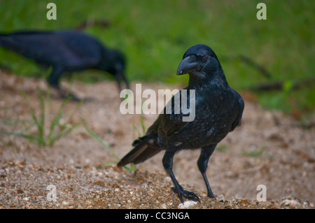 Grandi fatturati crow, jungle crow (Corvus macrorhynchos), visto, Kandy, Sri Lanka Foto Stock